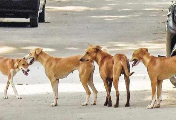 GHMC take strict measures to control stray dogs