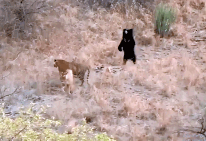 Sloth Bear Chases Away 2 Tigers