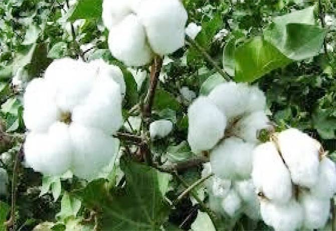 Pakistan’s Textile Ministry asks India to lift ban on import of cotton