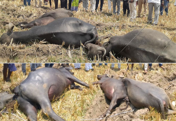15 buffaloes died due to electric shock in Jagtial district