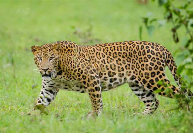 Leopard spotted in Sangareddy
