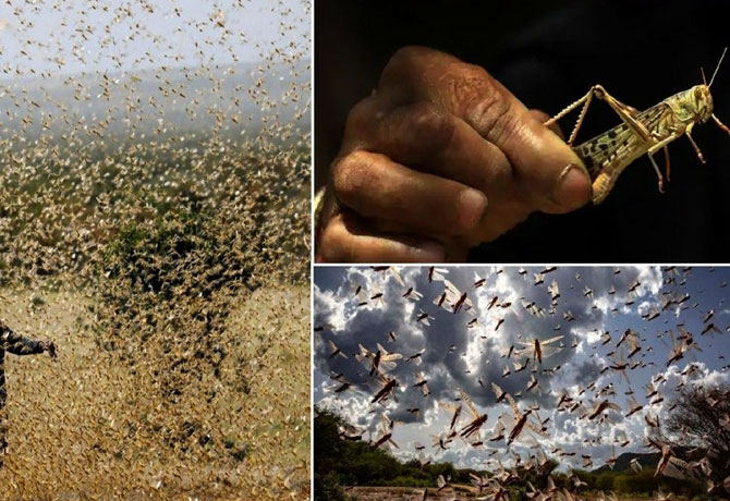 Adilabad alerts with locust swarms invaded