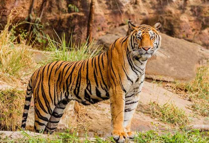 India has lost 750 tigers in last eight years