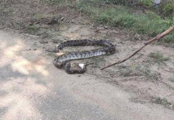 Farmers killed python in Kamareddy