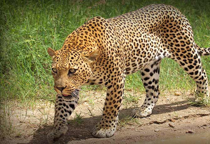 Leopard wandering in Vikarabad