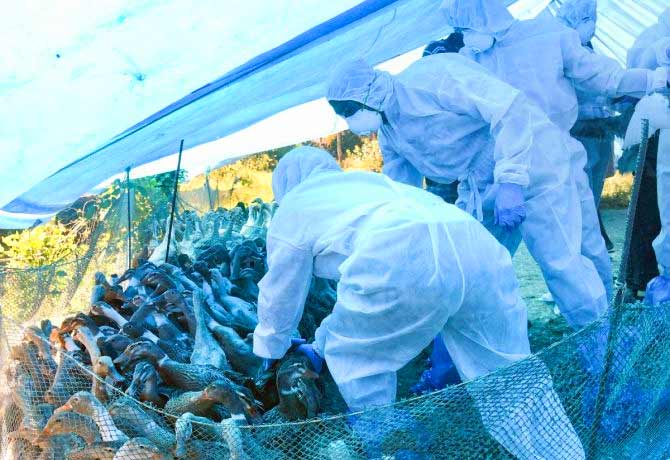 Bird flu outbreak reported in 4 states
