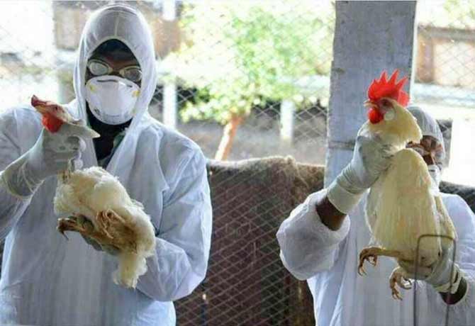 Central government Alert All States over Bird flu