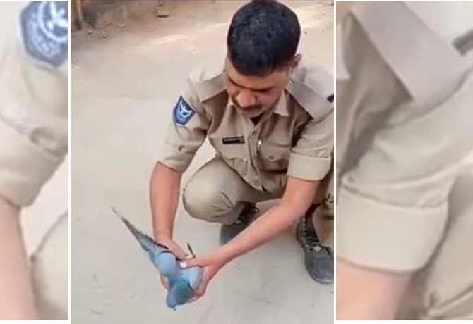 home guard helps pigeon fly again in hyderabad