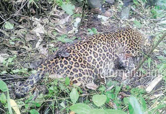 Leopard electrocuted in Uttar Pradesh