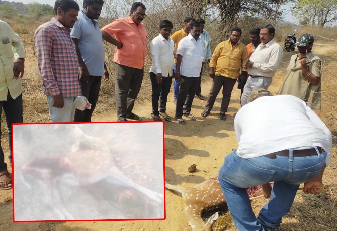 Hyna killed deer in nagar kurnool