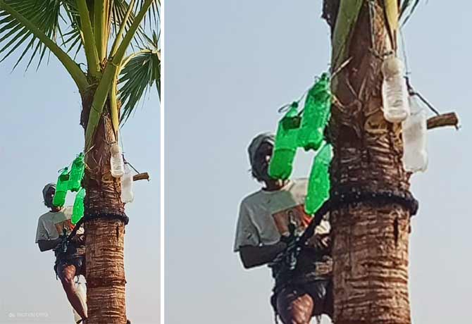 Gita worker fitted plastic bottles to the palm tree