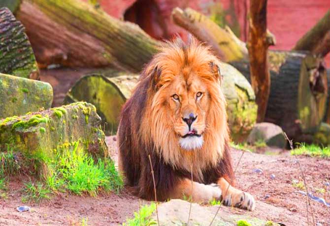 Man Rescued From Lion's Claws In Alipore Zoo in Kolkata
