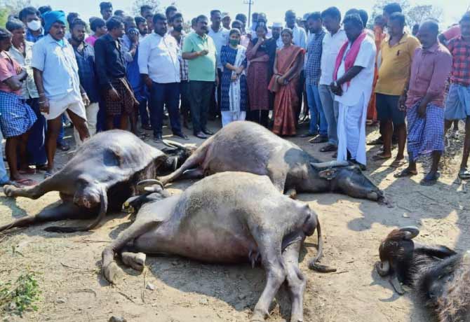 18 buffaloes fell into canal and died in Raikal