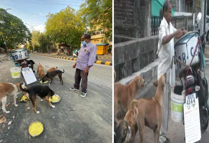Nagpur man feeding 190 stray dogs