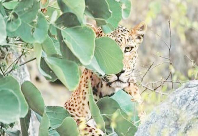 Eight-year-old girl killed in Leopard attack in Amreli district