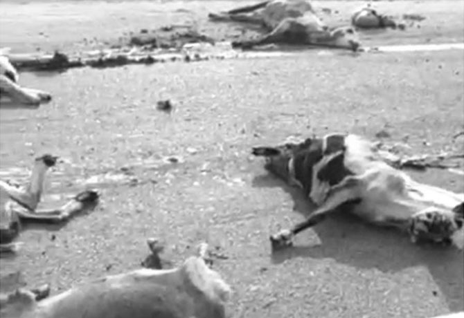 30 Sheeps dead in Lorry accident in Wanaparthy