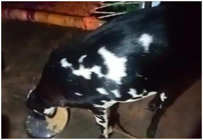 Goat price is one crore in Uttar pradesh