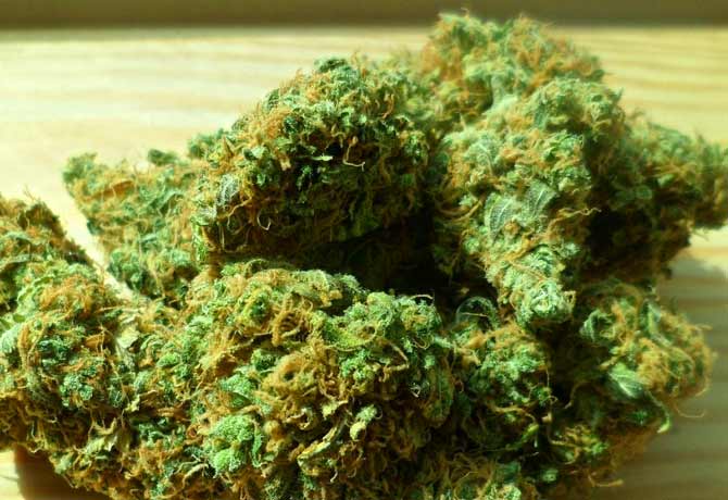 Cannabis Seized in Jagadgiri Gutta