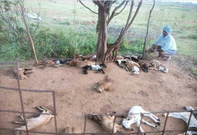 40 lambs killed in dog attack