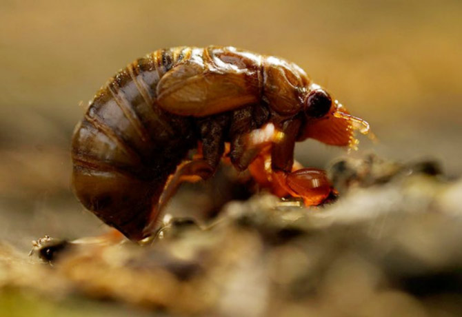 Team of scientists discovered cicada insect in Nagaland