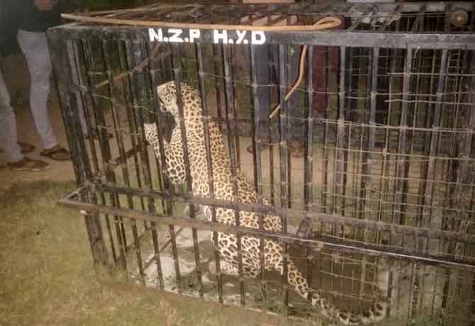 Leopard caught by Forest Officers in Medak