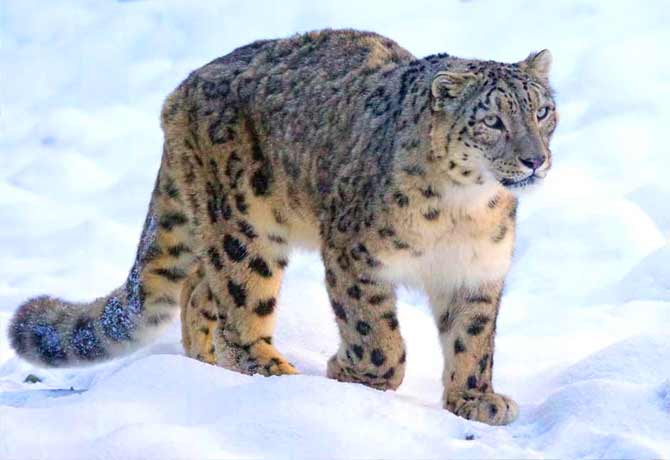 Snow leopard is new state animal of Ladakh