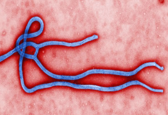 Ebola virus outbreak again in Africa