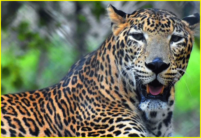 Leopard mauls girl to death in Madhya Pradesh