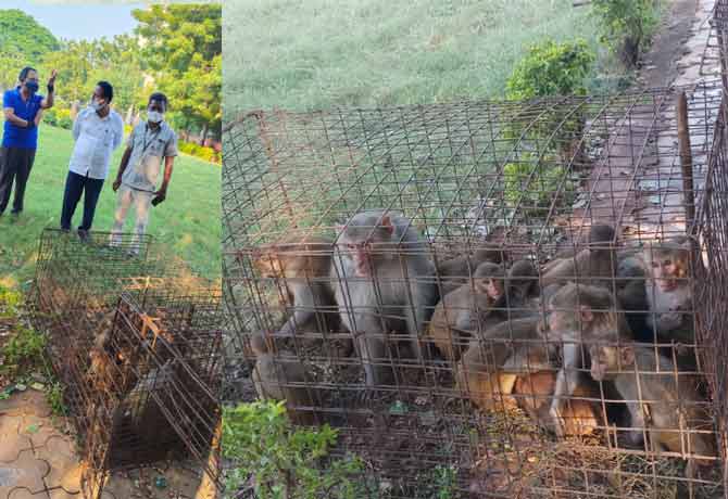 Monkey sent to forest in warangal rural