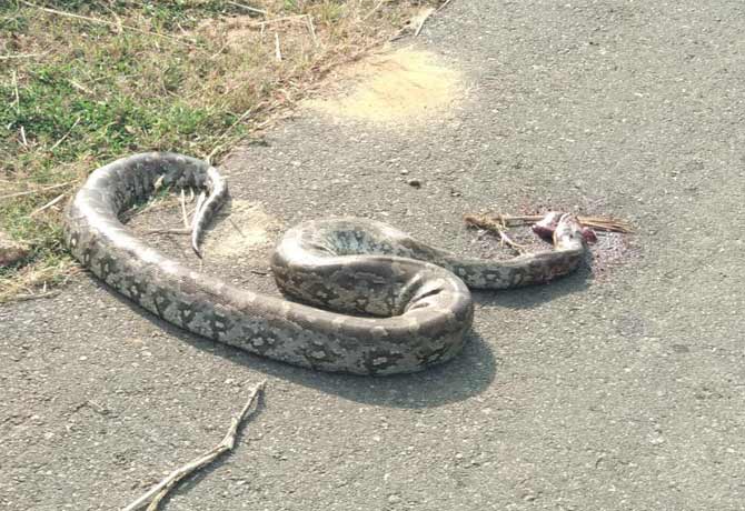 Farmers killed python