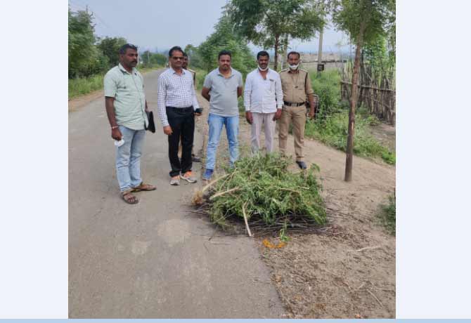 Cannabis captured in Adilabad
