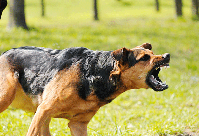 Incident of leaving dogs on police in banjara hills