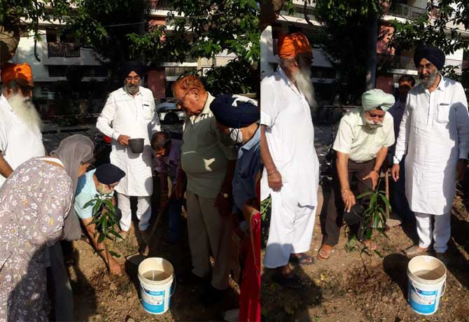 SDP Singh plant trees