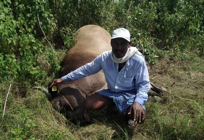 Ox dead with current shock in mulugu