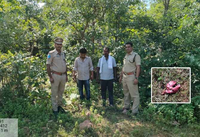 Tiger attack on Sheep in Kamareddy
