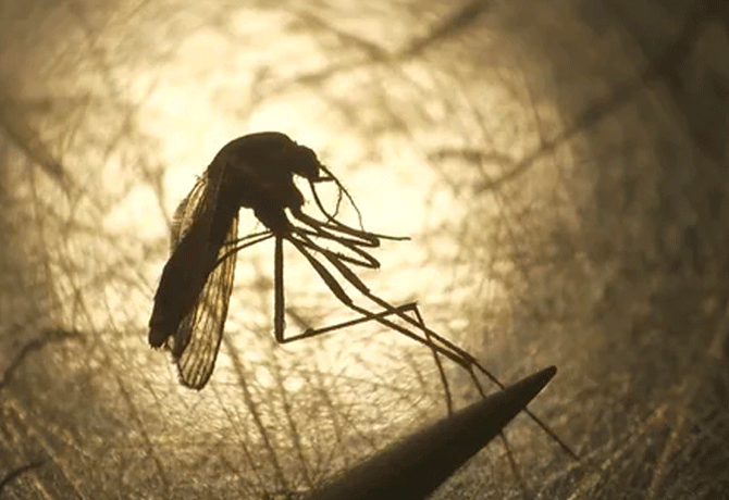 89 Zika virus cases in Kanpur