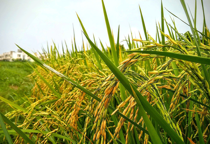 Demand to buy grain in the state of Telangana