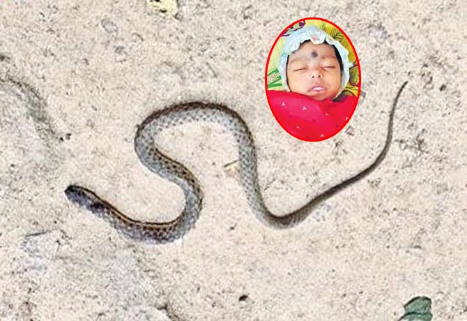 Snake bite baby