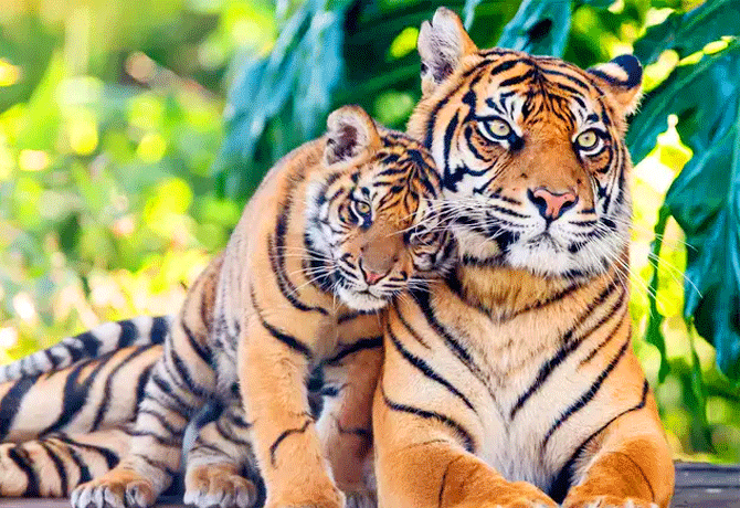 Tigers count Risen to 28 in Nallamala forest