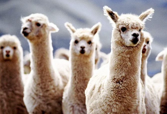 Effective treatment with Llama nanobodies for Corona