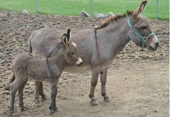 India sees 61 Percent drop in donkey population