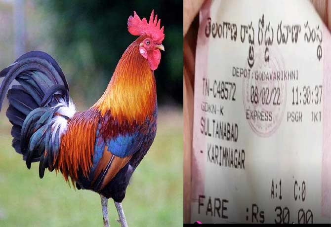 Hen charged ticket fare for travelling in RTC bus