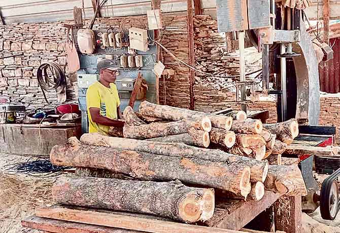 Forest officers help to wood smuggling
