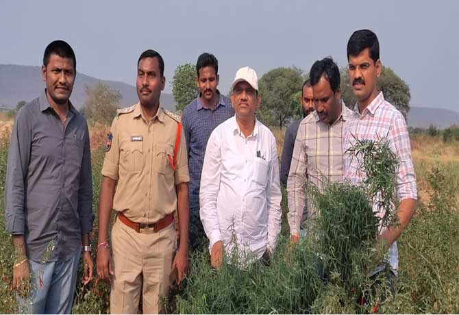 Cannabis captured in Mulugu district