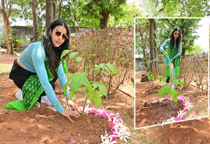 Meenakshi goswami Plants in Green India Challenge