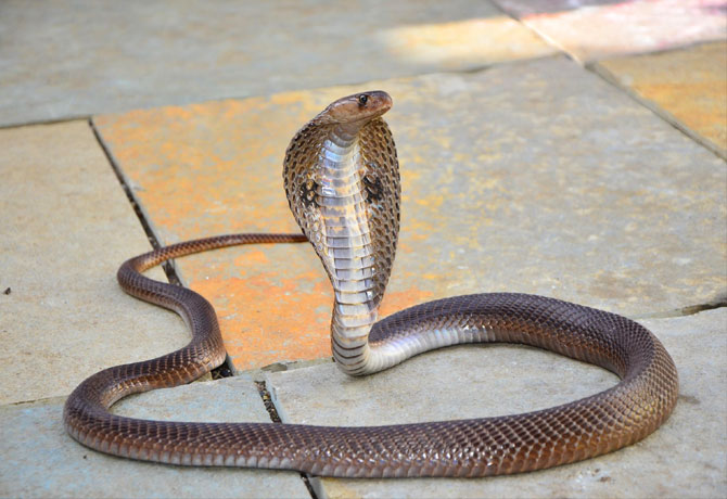 Child dies of snakebite in Shamirpet