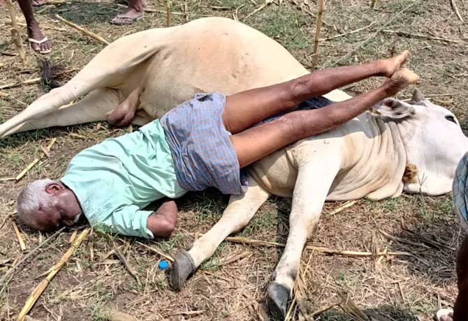Farmer and ox dead with Current shock
