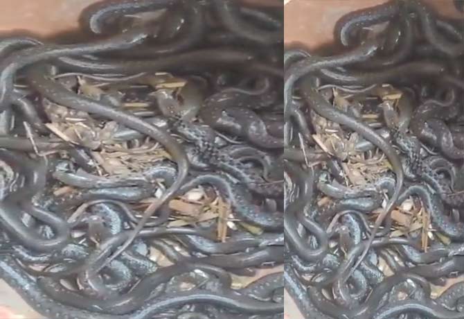 90 Snakes found in Pot at UP