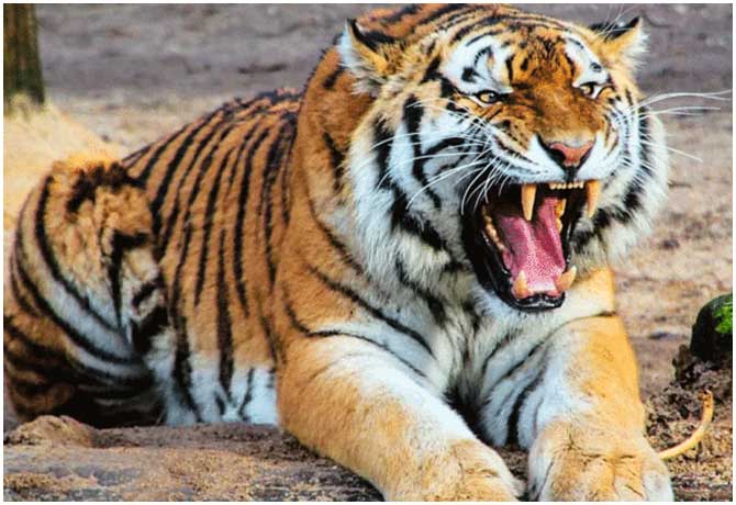 Tiger roaming in Komaram Bheem district