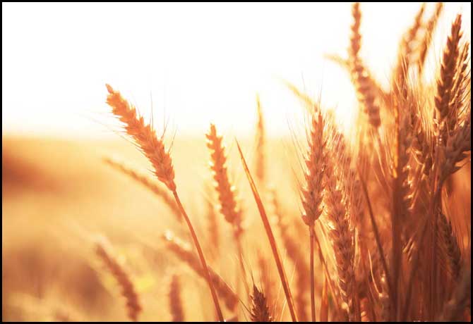 UAE suspends Indian wheat exports